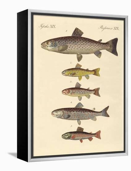 Kinds of Trouts-null-Framed Premier Image Canvas