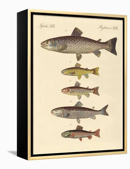 Kinds of Trouts-null-Framed Premier Image Canvas