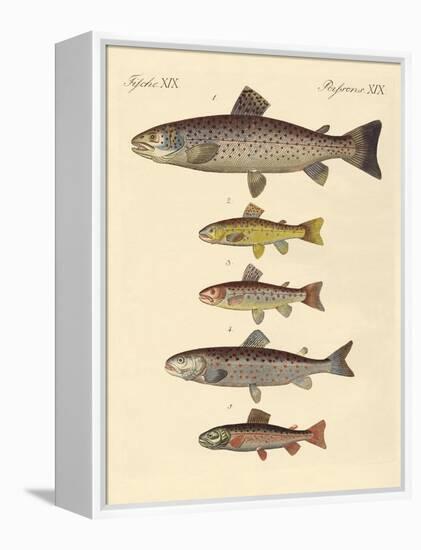 Kinds of Trouts-null-Framed Premier Image Canvas