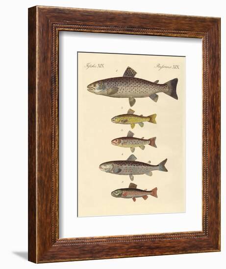 Kinds of Trouts-null-Framed Giclee Print