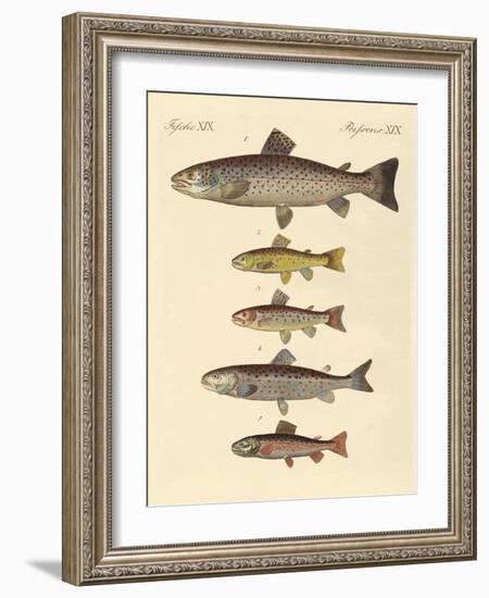 Kinds of Trouts-null-Framed Giclee Print