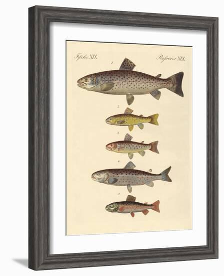 Kinds of Trouts-null-Framed Giclee Print