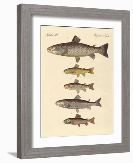 Kinds of Trouts-null-Framed Giclee Print