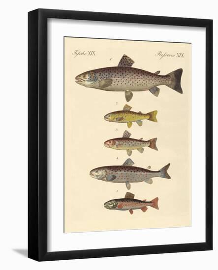 Kinds of Trouts-null-Framed Giclee Print