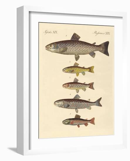 Kinds of Trouts-null-Framed Giclee Print