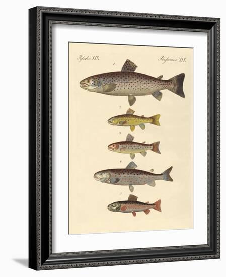 Kinds of Trouts-null-Framed Giclee Print