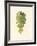 Kinds of Vines-null-Framed Giclee Print