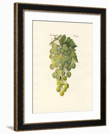 Kinds of Vines-null-Framed Giclee Print