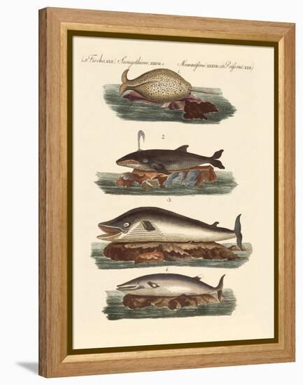 Kinds of Whales-null-Framed Premier Image Canvas