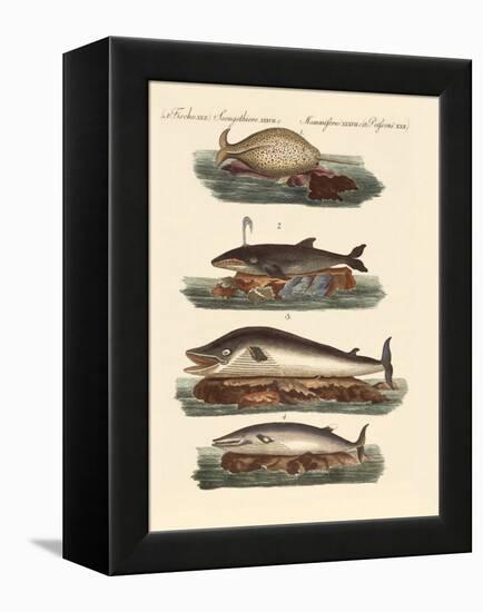 Kinds of Whales-null-Framed Premier Image Canvas