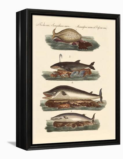 Kinds of Whales-null-Framed Premier Image Canvas