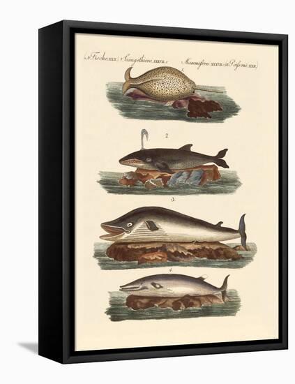 Kinds of Whales-null-Framed Premier Image Canvas