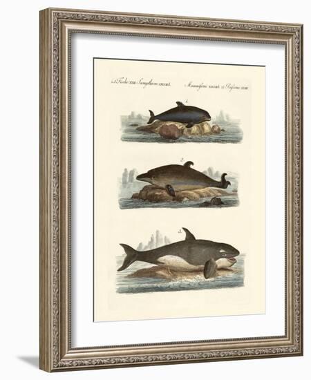 Kinds of Whales-null-Framed Giclee Print