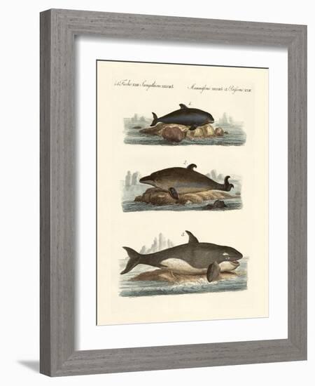 Kinds of Whales-null-Framed Giclee Print
