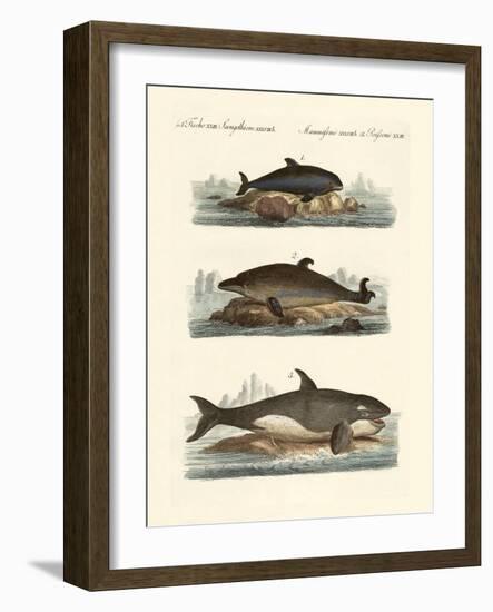 Kinds of Whales-null-Framed Giclee Print