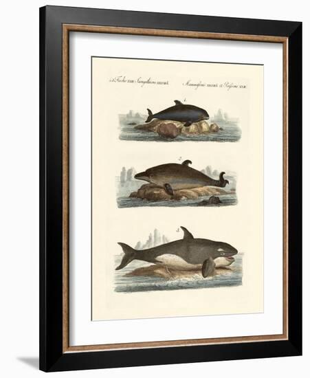 Kinds of Whales-null-Framed Giclee Print