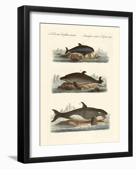 Kinds of Whales-null-Framed Giclee Print