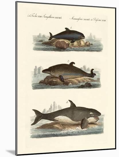 Kinds of Whales-null-Mounted Giclee Print