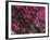 Kinetic 19-Steven Maxx-Framed Photographic Print