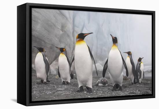 King and Gentoo Penguins on South Georgia Island-null-Framed Premier Image Canvas