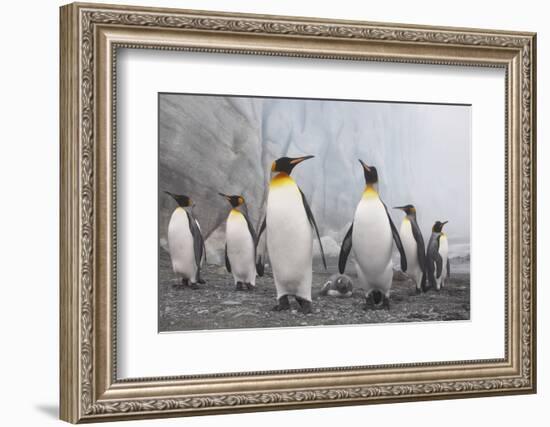 King and Gentoo Penguins on South Georgia Island-null-Framed Photographic Print