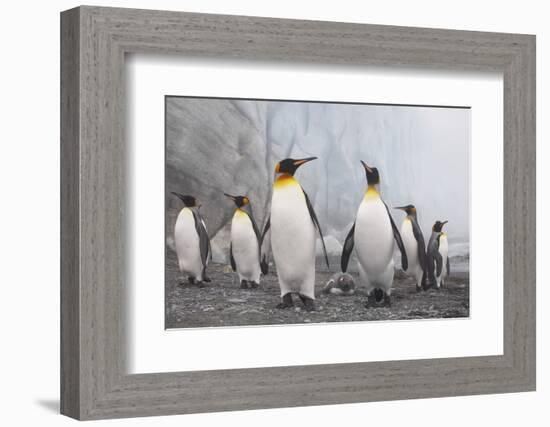 King and Gentoo Penguins on South Georgia Island-null-Framed Photographic Print