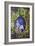 King Arthur Travels-Sue Clyne-Framed Giclee Print