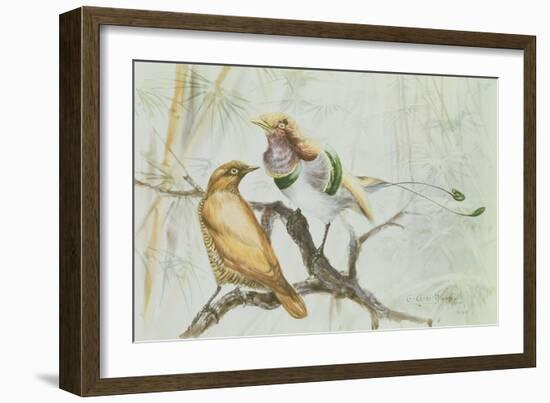 King Bird of Paradise, 1909-Edward Adrian Wilson-Framed Giclee Print