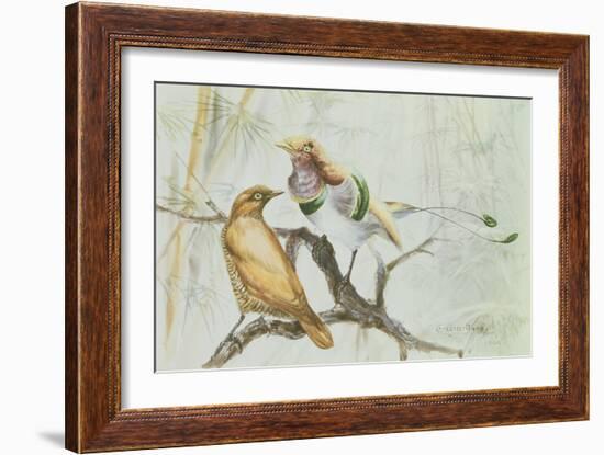 King Bird of Paradise, 1909-Edward Adrian Wilson-Framed Giclee Print