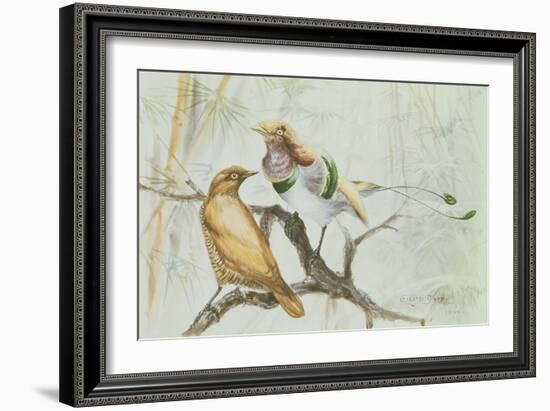 King Bird of Paradise, 1909-Edward Adrian Wilson-Framed Giclee Print