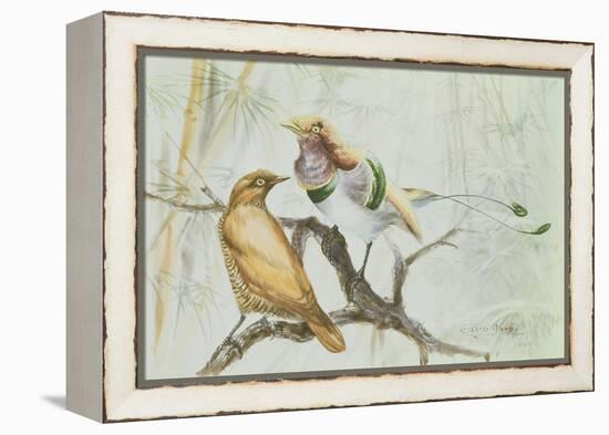 King Bird of Paradise, 1909-Edward Adrian Wilson-Framed Premier Image Canvas