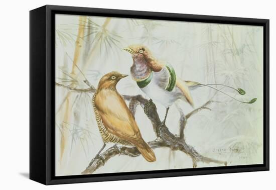 King Bird of Paradise, 1909-Edward Adrian Wilson-Framed Premier Image Canvas