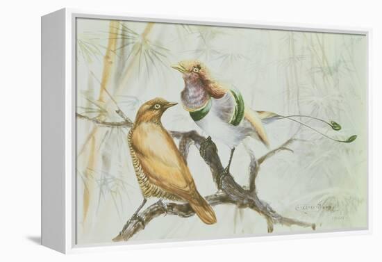 King Bird of Paradise, 1909-Edward Adrian Wilson-Framed Premier Image Canvas