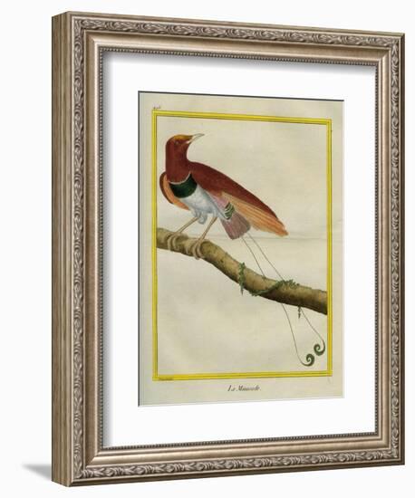 King Bird-Of-Paradise-Georges-Louis Buffon-Framed Giclee Print