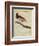 King Bird-Of-Paradise-Georges-Louis Buffon-Framed Giclee Print