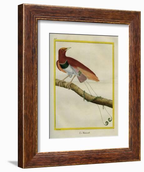 King Bird-Of-Paradise-Georges-Louis Buffon-Framed Giclee Print