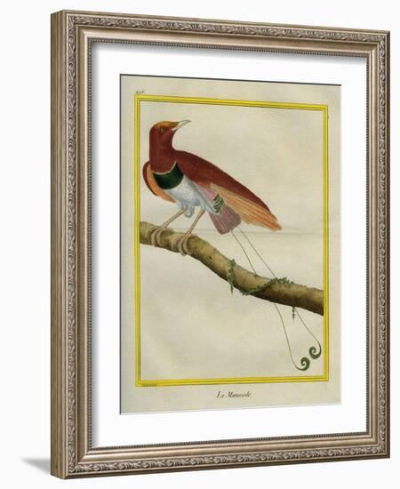 King Bird-Of-Paradise-Georges-Louis Buffon-Framed Giclee Print