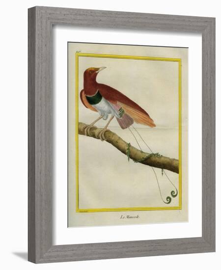 King Bird-Of-Paradise-Georges-Louis Buffon-Framed Giclee Print