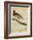 King Bird-Of-Paradise-Georges-Louis Buffon-Framed Giclee Print