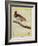 King Bird-Of-Paradise-Georges-Louis Buffon-Framed Giclee Print