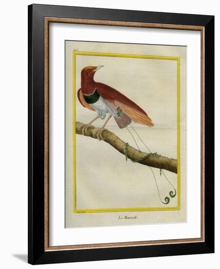 King Bird-Of-Paradise-Georges-Louis Buffon-Framed Giclee Print