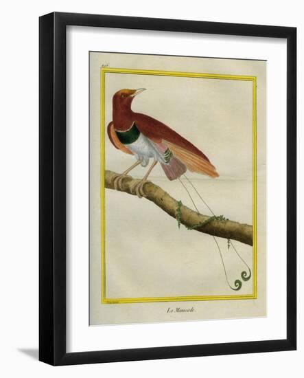 King Bird-Of-Paradise-Georges-Louis Buffon-Framed Giclee Print