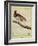 King Bird-Of-Paradise-Georges-Louis Buffon-Framed Giclee Print