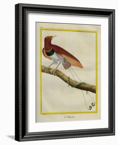 King Bird-Of-Paradise-Georges-Louis Buffon-Framed Giclee Print