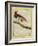 King Bird-Of-Paradise-Georges-Louis Buffon-Framed Giclee Print