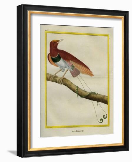 King Bird-Of-Paradise-Georges-Louis Buffon-Framed Giclee Print