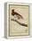 King Bird-Of-Paradise-Georges-Louis Buffon-Framed Premier Image Canvas