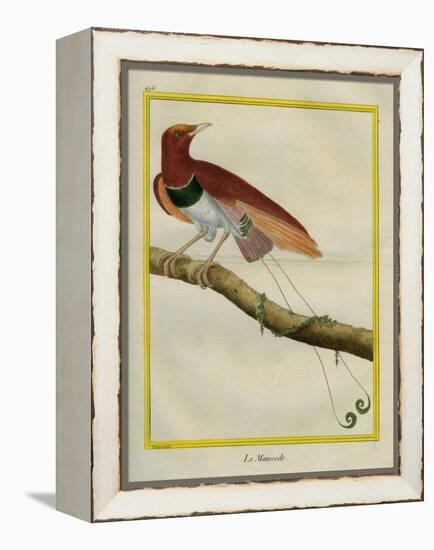 King Bird-Of-Paradise-Georges-Louis Buffon-Framed Premier Image Canvas