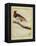 King Bird-Of-Paradise-Georges-Louis Buffon-Framed Premier Image Canvas