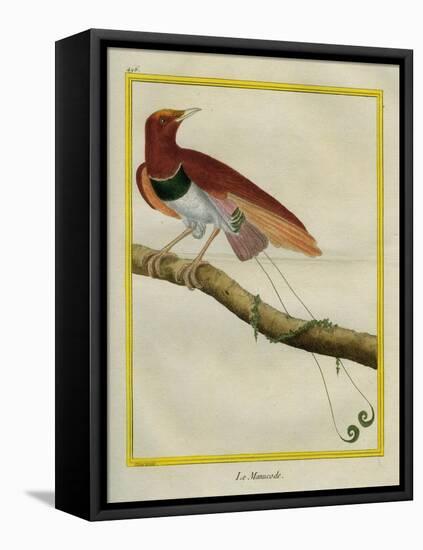 King Bird-Of-Paradise-Georges-Louis Buffon-Framed Premier Image Canvas